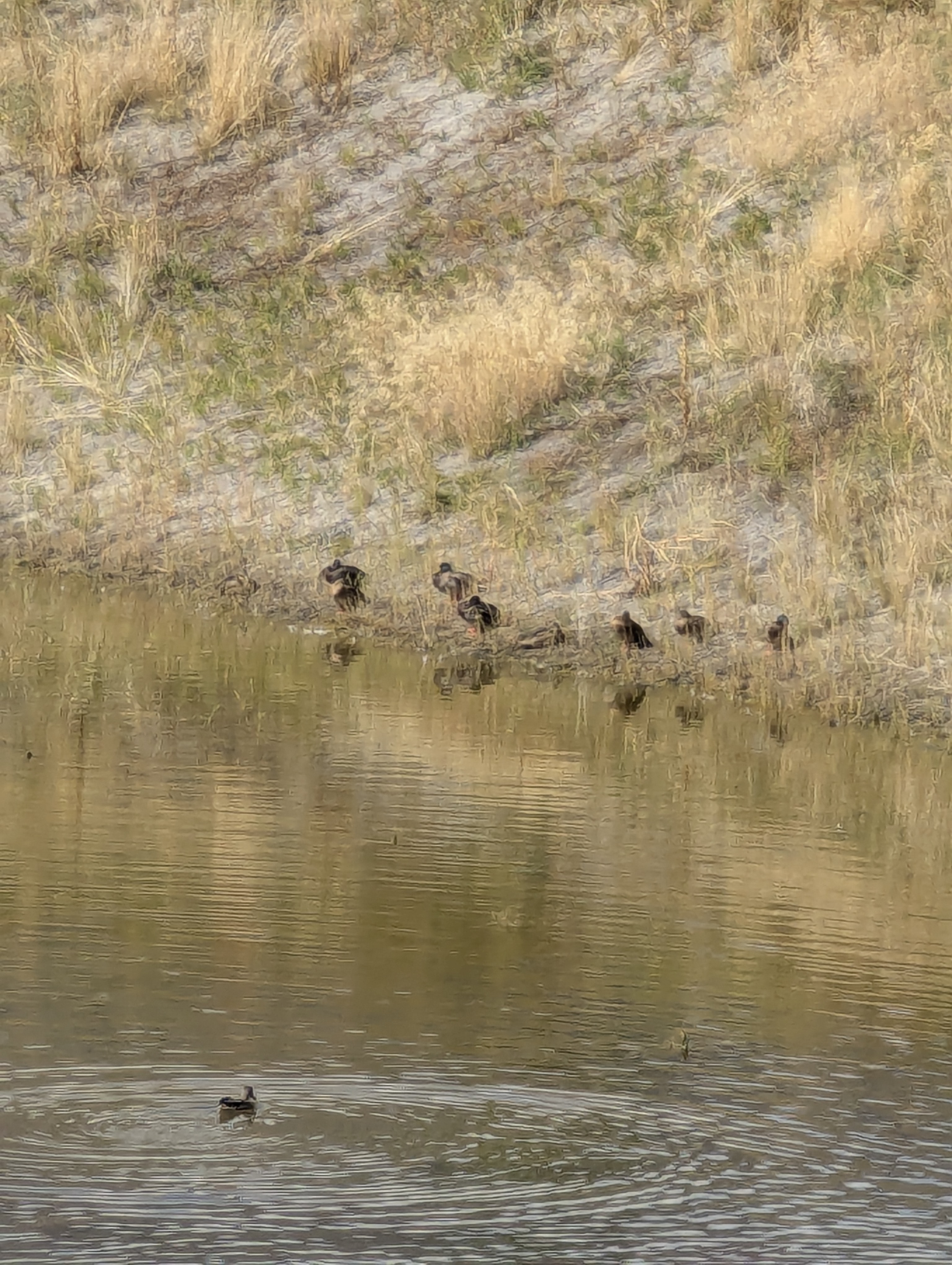 Duck Pond, Morrison, Colorado